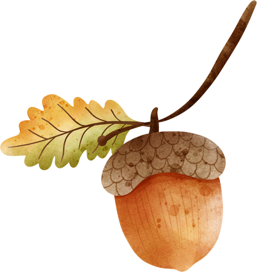 acorn